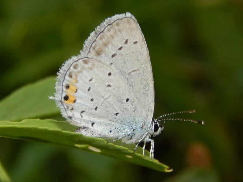 Dove vanno a dormire i Polyommatus icarus?